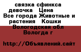 связка сфинкса. девочка › Цена ­ 500 - Все города Животные и растения » Кошки   . Вологодская обл.,Вологда г.